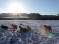 Sheep in the snow