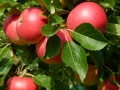 apples (1280x960)
