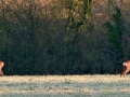 deer (1280x487)